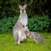 Wallaby and baby on Bunya mountain.