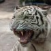 Saigon Zoo, white tiger