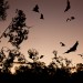 Bat night