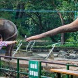Pictures from my visit at the Zoo in Saigon are online. You can find them in the galleries or by clicking here.