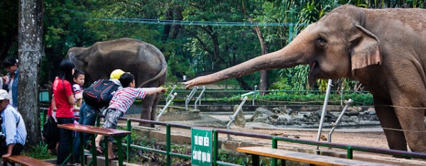 Saigon Zoo, elephants