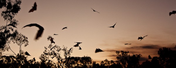 Bats covering the sky at dusk in Nitmiluk