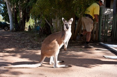 Wallaby at the Mataranka thermal pool